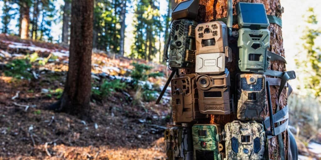 Best 5 Wildlife Cameras of 2025: Top Trail Cameras for Nature ...